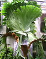 Platycerium Grande